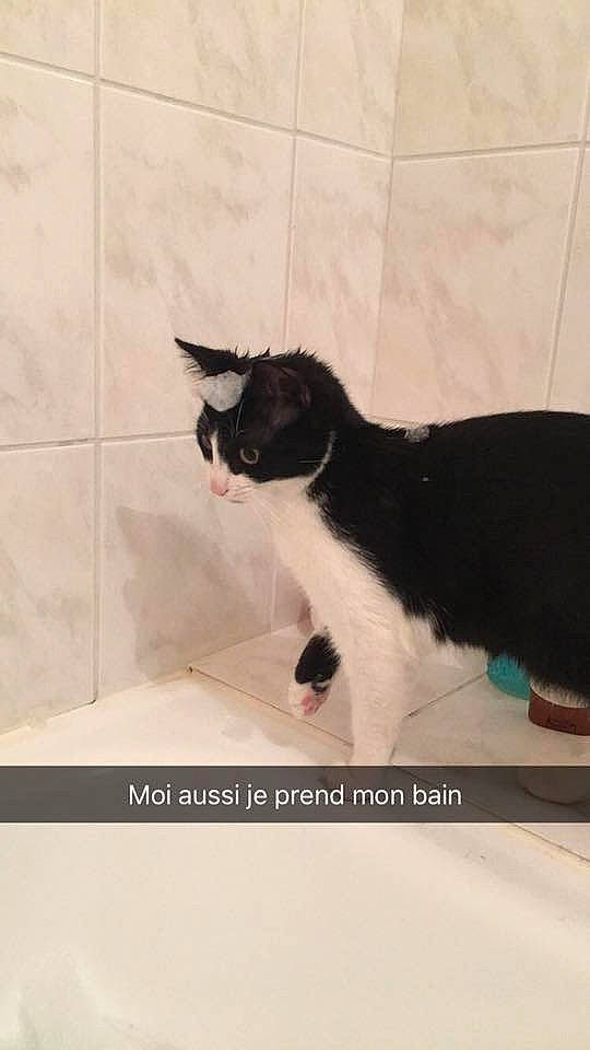 Despe a rejoint le concours — aidez-le/la à gagner de superbes lots ! black_cat, carnivore, cat, domestic_short_haired_cat, european_shorthair, felidae, fur, kitten, photo_caption, polydactyl_cat, small_to_medium_sized_cats, tail, whiskers