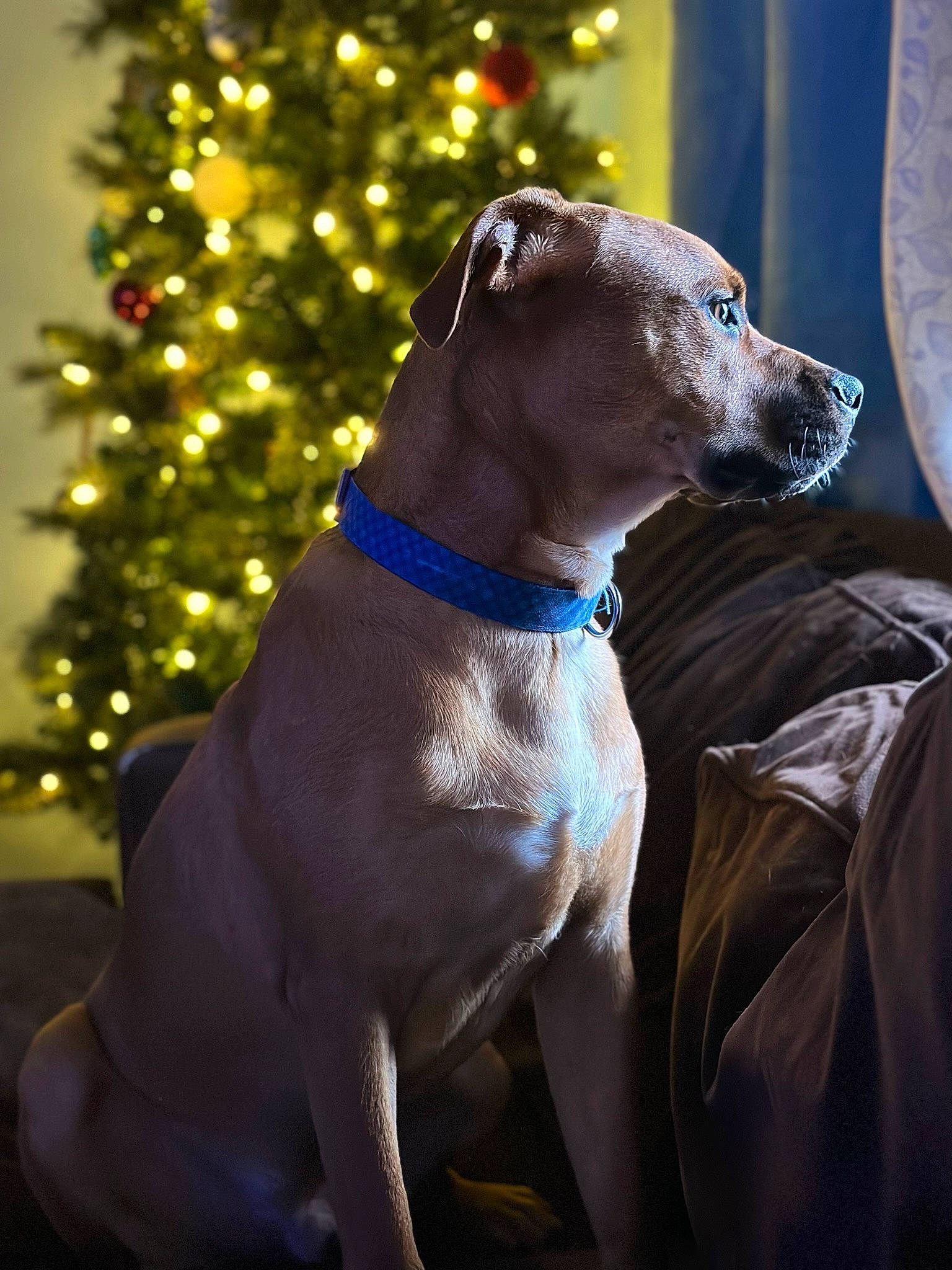 Buck is registered to the contest to win money with this photo: carnivore, christmas_decoration, christmas_tree, collar, companion_dog, conifer, dog, dog_breed, dog_collar, dog_supply, electric_blue, event, fawn, holiday, liver, pet_supply, rampur_greyhound, sporting_group, tree, working_animal
