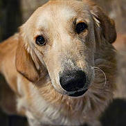 Toby joined the competition — help win amazing prizes! dog, golden_retriever, pet, animal, close_up, portrait, fur, canine, mammal, looking_up, ears, whiskers, friendly, outdoor, cute, domestic_animal, nose, face, eyes, adorable