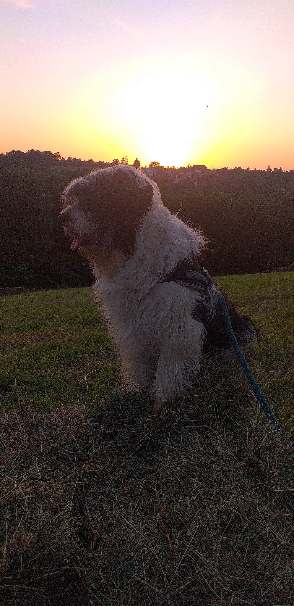Bob participe au concours pour gagner de l'argent avec cette photo : backlighting, canidae, carnivore, companion_dog, dog, dog_breed, fawn, field, grass, grassland, landscape, morning, plant, sky, snout, sunlight, sunrise, sunset, tail, terrier