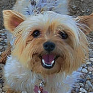 Roxy joined the competition — help win amazing prizes! dog, small_dog, fluffy_fur, happy, smiling, outdoor, pebble_stone, collar, pet, cute, animal, fur, ears, tail, tongue, playful, ground, closeup, brown, friendly