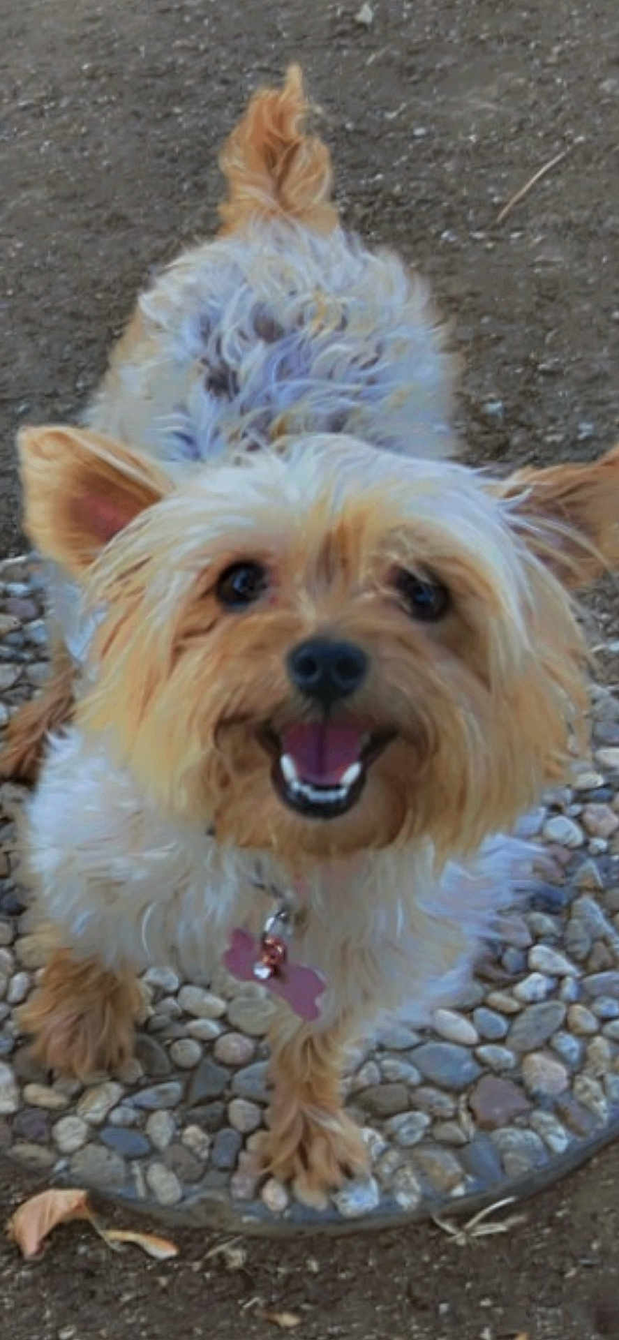 Roxy