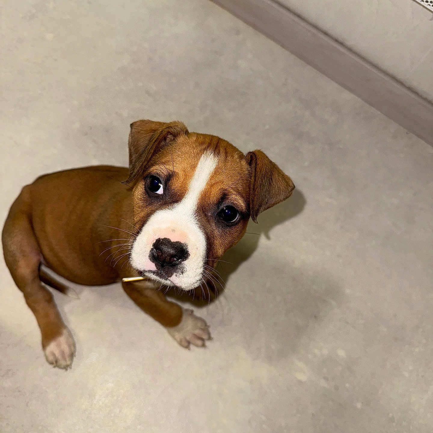 Maya a rejoint le concours — aidez-le/la à gagner de superbes lots ! animal, bostonbull, boxer, bulldog, canine, den, dog, frenchbulldog, hound, indoors, labradorretriever, pet, pitbull, puppy, snout, whitedog