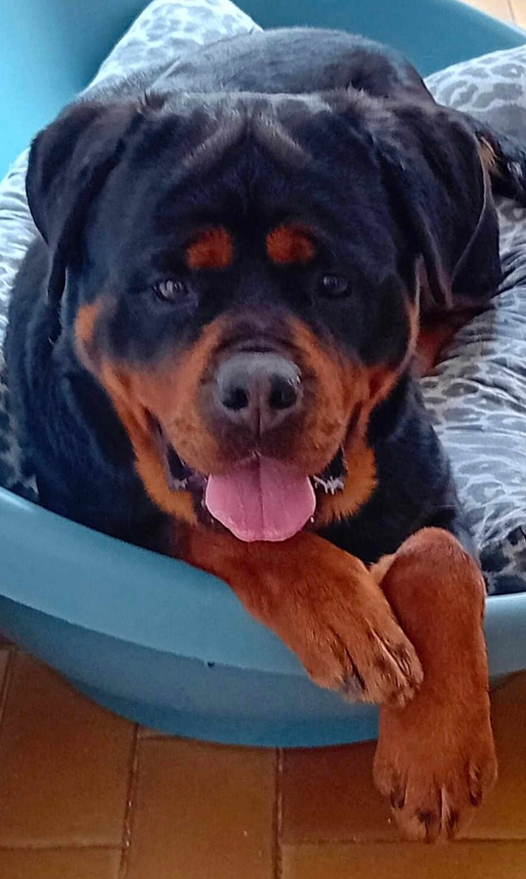 Poé participe au concours pour gagner de l'argent avec cette photo : rottweiler, dog, pet, animal, tongue_out, bed, cushion, blue_bed, relaxed, happy, indoor, floor, paw, canine, mammal, fur, black_and_brown, portrait, closeup, companion