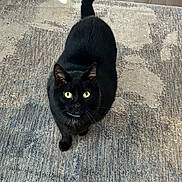 Gigi joined the competition — help win amazing prizes! animal, black_cat, cat, companion, curious, cute, domestic_animal, feline, floor, fur, home, indoor, looking_up, mammal, pet, rug, tail, whiskers, wooden_floor, yellow_eyes