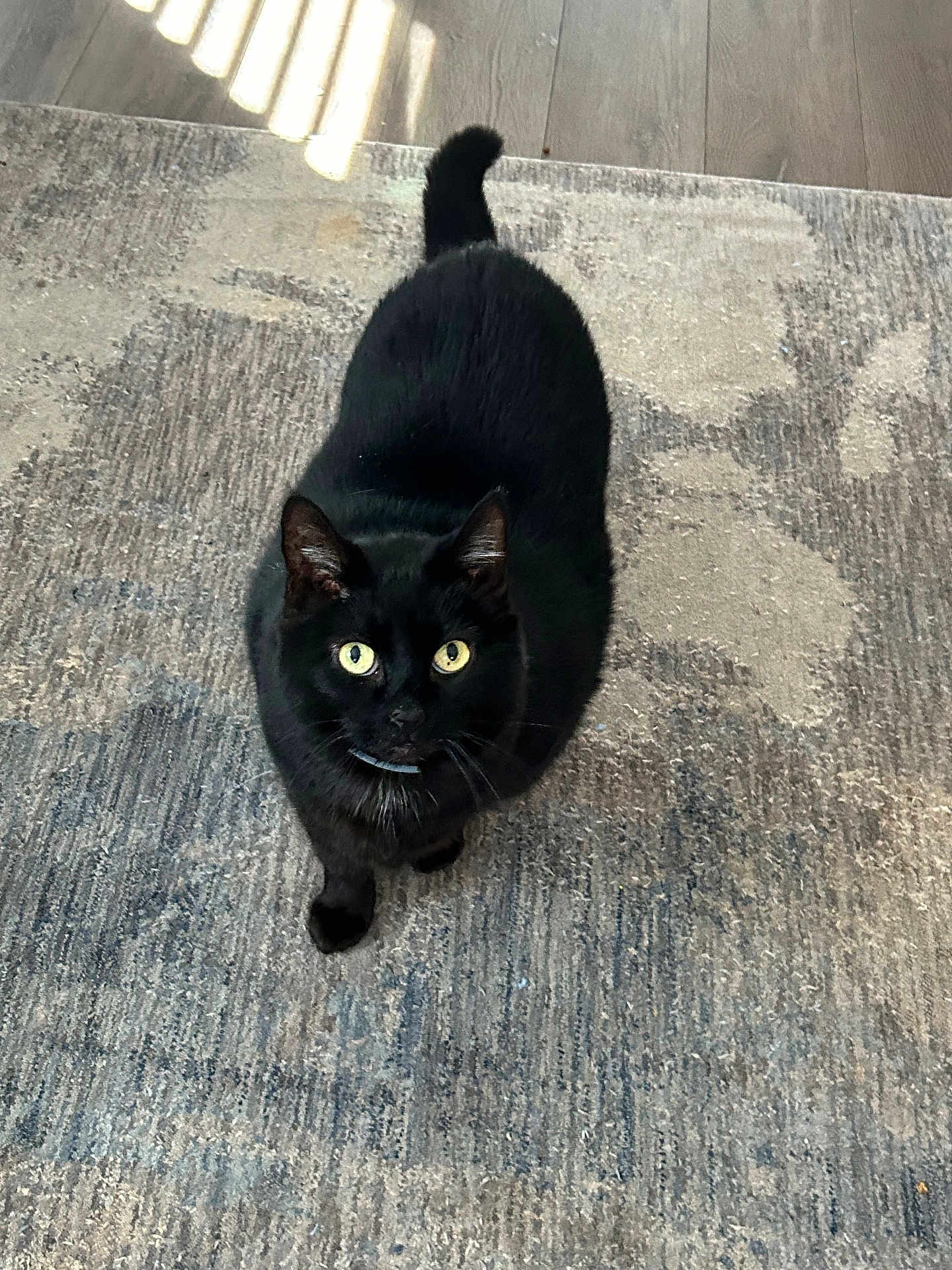 Gigi