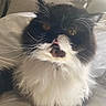 Saphar participe au concours pour gagner de l'argent avec cette photo : animal, bed, black_and_white, cat, close_up, collar, cute, domestic_cat, eyes, feline, fluffy, fur, indoor, mammal, pet, pillow, portrait, relaxed, tongue, whiskers