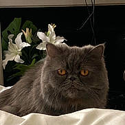 Toba participe au concours pour gagner de l'argent avec cette photo :