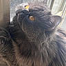 Toba participe au concours pour gagner de l'argent avec cette photo : animal, cat, close_up, cozy, curious, domestic_cat, feline, fluffy_fur, golden_eyes, gray_cat, indoor, looking_up, natural_light, pet, portrait, reflection, sleepy, soft_light, whiskers, window