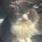 Saphar is registered to the contest to win money with this photo: cat, fluffy, long_hair, yellow_eyes, sitting, indoor, feline, pet, fur, animal, face, whiskers, table, pattern, expression, close_up, domestic, portrait, furniture, household