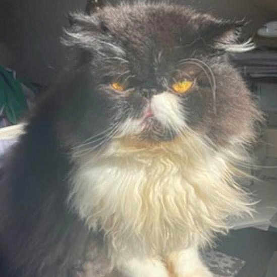 Saphar is registered to the contest to win money with this photo: cat, fluffy, long_hair, yellow_eyes, sitting, indoor, feline, pet, fur, animal, face, whiskers, table, pattern, expression, close_up, domestic, portrait, furniture, household