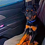 Kaine is registered to the contest to win money with this photo: puppy, dog, car_interior, seat, blanket, blue_collar, pet, animal, black_and_tan, young_dog, window, door, travel, indoor, cute, sitting, looking_at_camera, companion, domestic_animal, canine