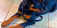 Kaine is registered to the contest to win money with this photo: rottweiler, puppy, dog, pet, indoor, tile_floor, leash, black_and_tan, curious, lying_down, canine, young_animal, floor, domestic_animal, collar, paw, ears, snout, animal, companion