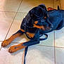 rottweiler, puppy, dog, pet, indoor, tile_floor, leash, black_and_tan, curious, lying_down, canine, young_animal, floor, domestic_animal, collar, paw, ears, snout, animal, companion