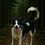 dog, border_collie, animal, forest, path, trees, nature, outdoor, pet, canine, fur, happy, tongue_out, tail, walking, greenery, woods, mammal, wildlife, daylight