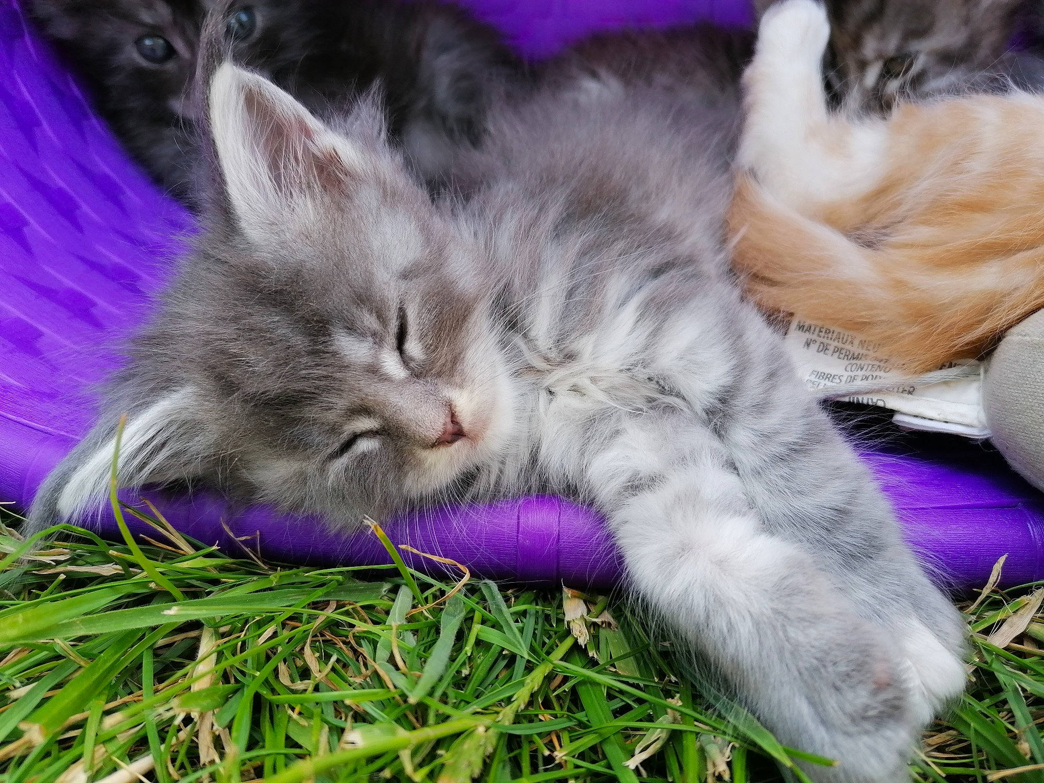 Romance participe au concours pour gagner de l'argent avec cette photo : british_semi_longhair, carnivore, cat, domestic_long_haired_cat, fawn, felidae, fur, grass, kitten, maine_coon, mammal, nap, norwegian_forest_cat, pixie_bob, plant, ragamuffin, siberian, small_to_medium_sized_cats, whiskers