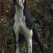 Charlee joined the competition — help win amazing prizes! dog, great_dane, outdoor, nature, grass, trees, leafy, animal, pet, standing, black_and_white, canine, forest, wild, alert, mammal, fur, large_dog, watchful, quiet