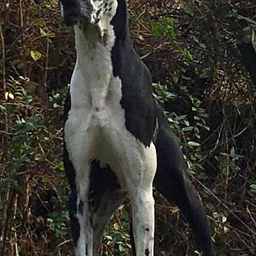 Charlee joined the competition — help win amazing prizes! dog, great_dane, outdoor, nature, grass, trees, leafy, animal, pet, standing, black_and_white, canine, forest, wild, alert, mammal, fur, large_dog, watchful, quiet