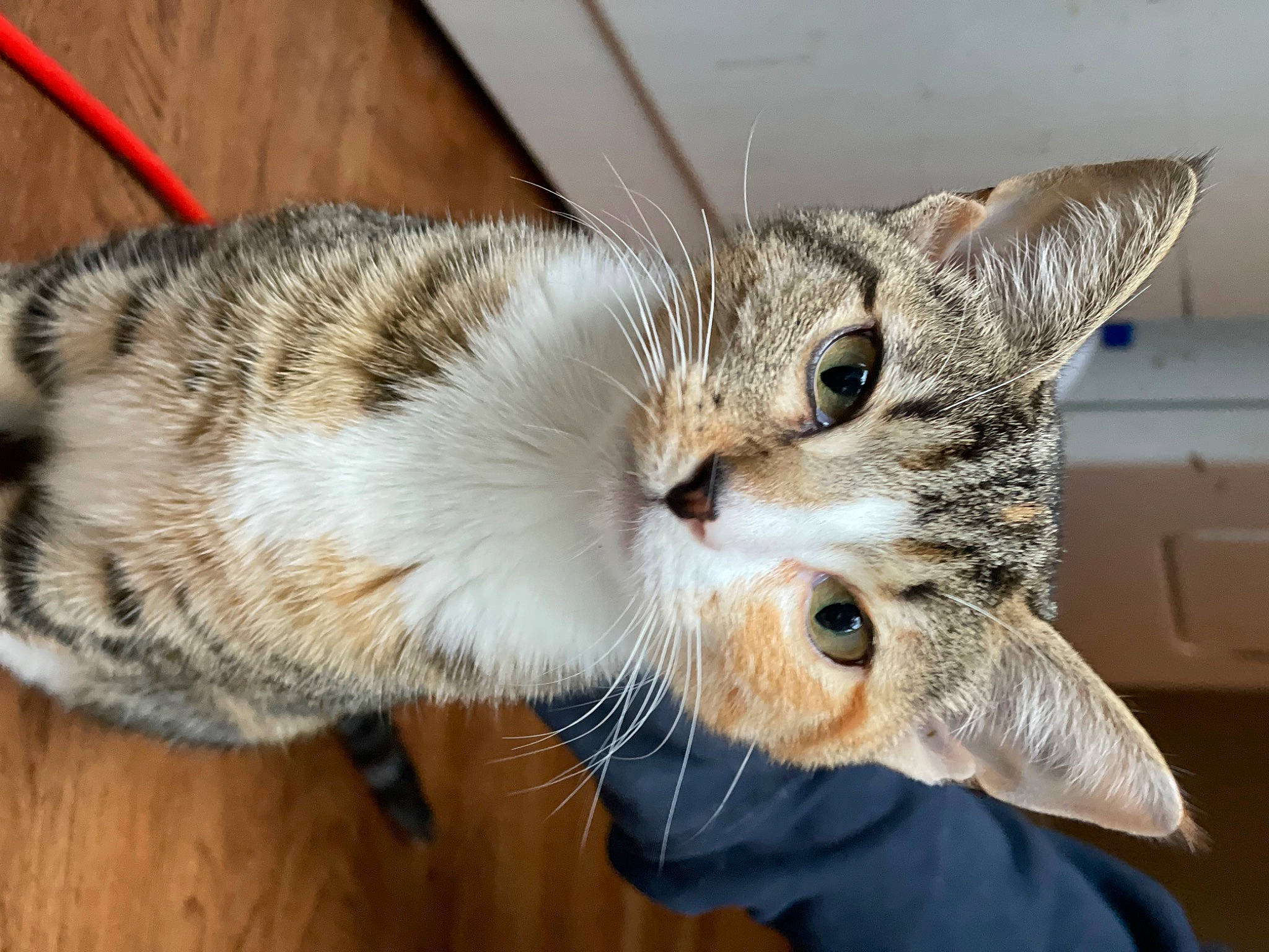 Doja joined the competition — help win amazing prizes! carnivore, cat, claw, close_up, comfort, domestic_short_haired_cat, ear, felidae, fur, hardwood, nap, paw, sleep, small_to_medium_sized_cats, snout, tail, whiskers, wood