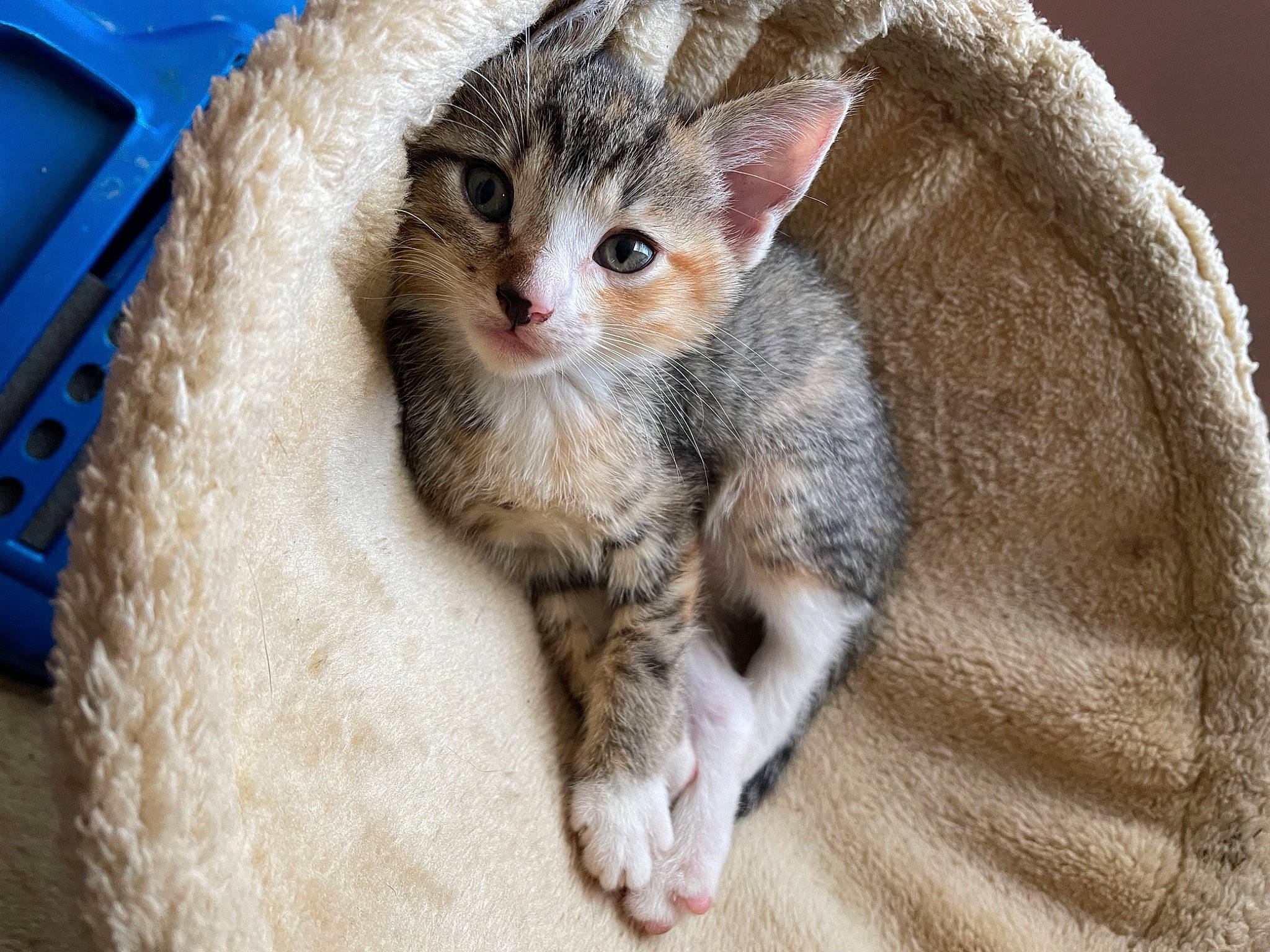 Doja joined the competition — help win amazing prizes! carnivore, cat, claw, comfort, couch, domestic_short_haired_cat, eye, fawn, felidae, fur, paw, small_to_medium_sized_cats, snout, tail, whiskers, wildlife, window