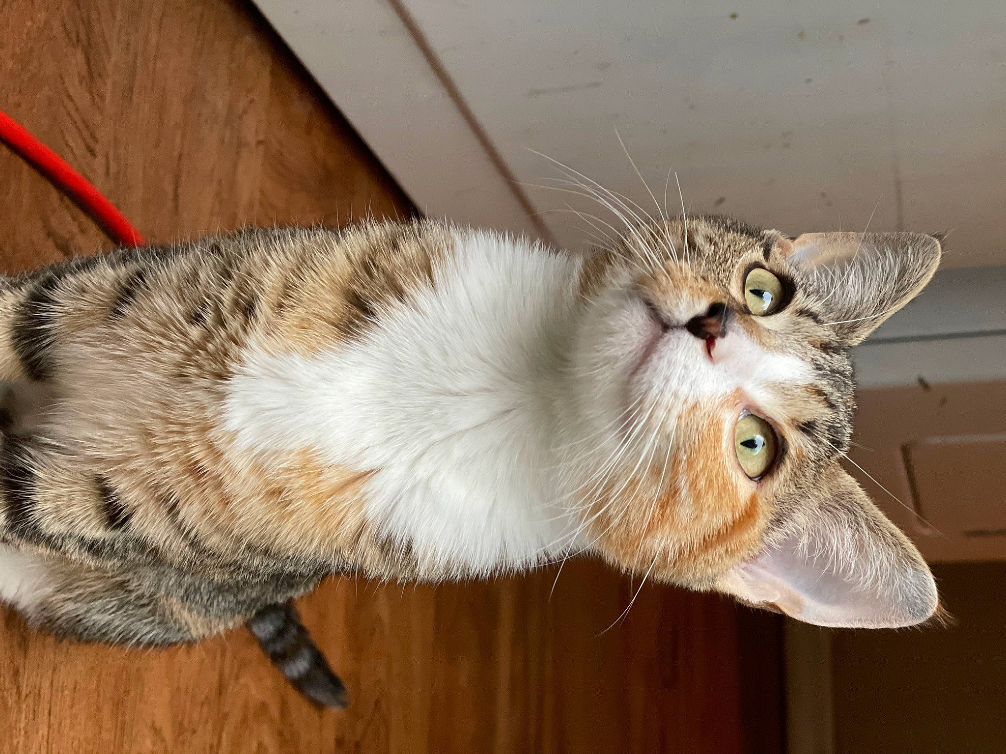 Doja joined the competition — help win amazing prizes! carnivore, cat, claw, domestic_short_haired_cat, ear, eye, fang, fawn, felidae, fur, paw, small_to_medium_sized_cats, snout, tail, terrestrial_animal, whiskers, wildlife, wood