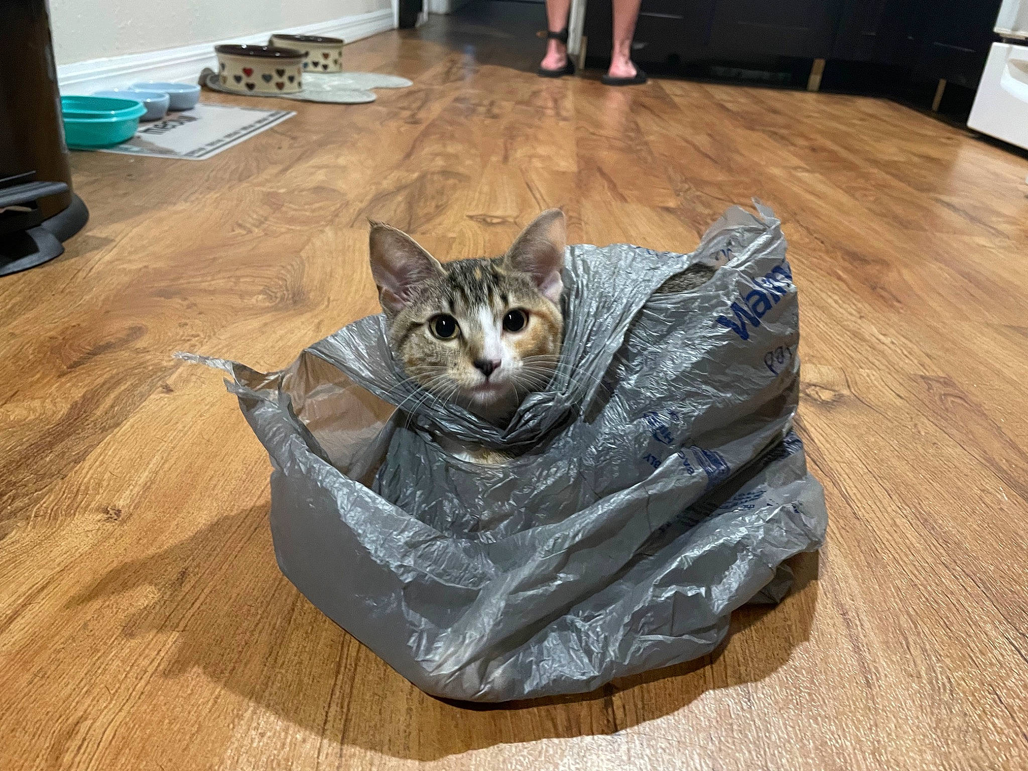 Doja joined the competition — help win amazing prizes! carnivore, cat, comfort, fawn, felidae, floor, flooring, fur, grey, hardwood, laminate_flooring, small_to_medium_sized_cats, snout, tail, varnish, vehicle, whiskers, wood, wood_flooring, wood_stain