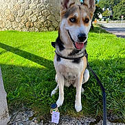Naia a rejoint le concours — aidez-le/la à gagner de superbes lots ! dog, heterochromatic_eyes, leash, grass, stone_wall, treats, jar, outdoor, sunny, blue_sky, sidewalk, greenery, pet, canine, sitting, tongue_out, collar, nature, daytime, park