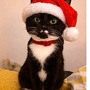 Puffin is registered to the contest to win money with this photo: animal, black_and_white, blanket, cat, closeup, cozy, cute, domestic_animal, feline, festive, green_eyes, holiday, indoor, pet, portrait, red_collar, santa_hat, sitting, soft, whiskers