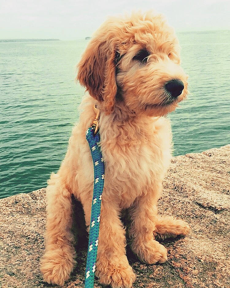 Ollie joined the competition — help win amazing prizes! aqua, beach, body_of_water, canidae, carnivore, collar, companion_dog, dog, dog_breed, dog_collar, mammal, ocean, snout, sound, sporting_group, summer, teal, turquoise, vertebrate, working_animal