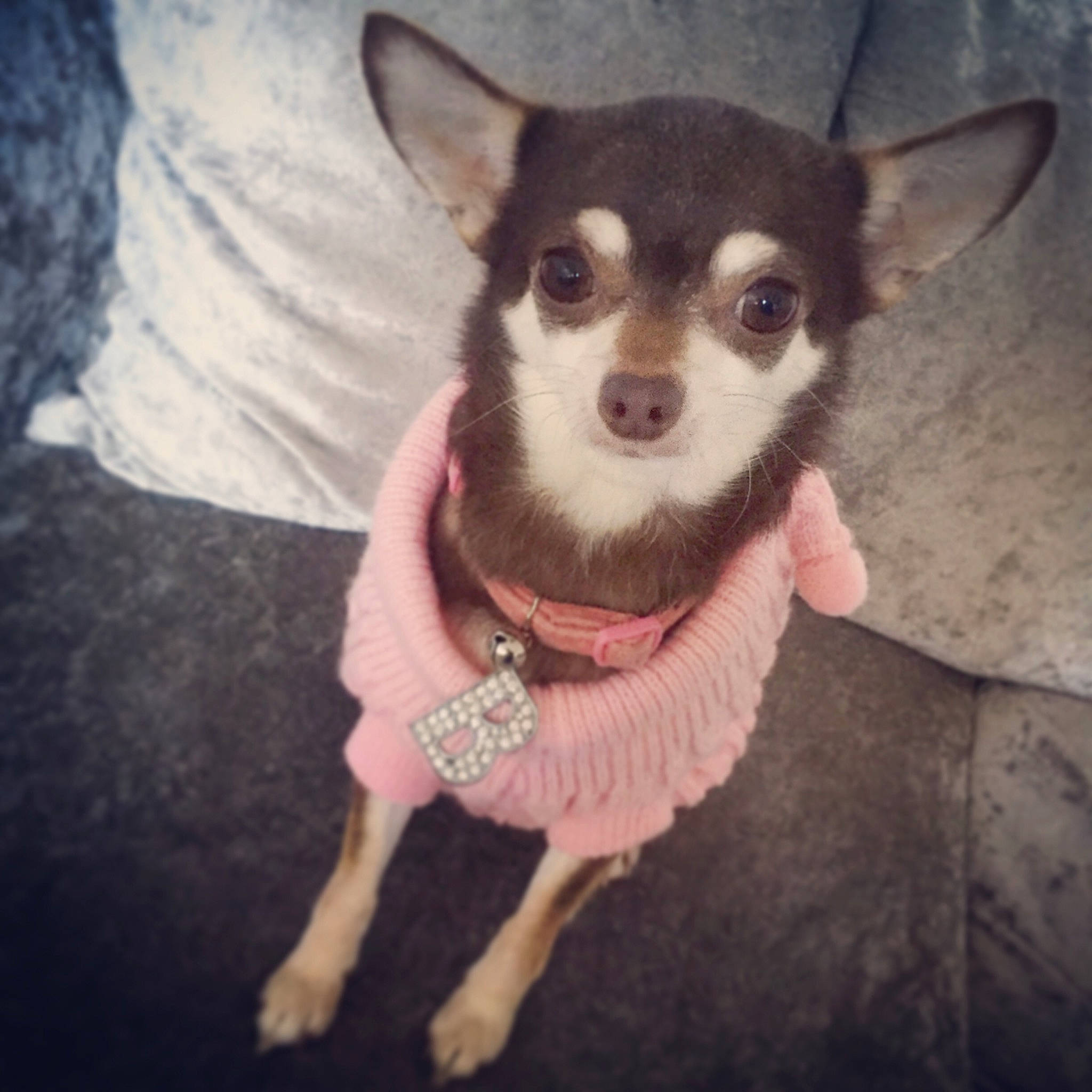 Binky joined the competition — help win amazing prizes! canidae, carnivore, chihuahua, companion_dog, corgi_chihuahua, dog, dog_breed, dog_clothes, feist, mammal, miniature_fox_terrier, puppy, rare_breed_dog, rat_terrier, snout, sporting_group, teddy_roosevelt_terrier, tenterfield_terrier, toy_dog, toy_fox_terrier