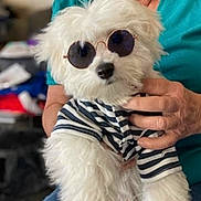 Lincoln joined the competition — help win amazing prizes! dog, white_dog, sunglasses, striped_shirt, pet, cute, fluffy, indoor, person, hand, holding, casual, fashion, accessory, small_dog, portrait, animal, friendly, companion, cozy