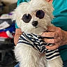 dog, white_dog, sunglasses, striped_shirt, pet, cute, fluffy, indoor, person, hand, holding, casual, fashion, accessory, small_dog, portrait, animal, friendly, companion, cozy