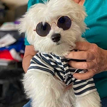 Lincoln joined the competition — help win amazing prizes! dog, white_dog, sunglasses, striped_shirt, pet, cute, fluffy, indoor, person, hand, holding, casual, fashion, accessory, small_dog, portrait, animal, friendly, companion, cozy