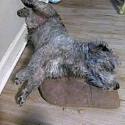 Smoke is registered to the contest to win money with this photo: baseboard, cozy, dog, dog_bed, floor, furry, hardwood_floor, head, indoor, nose, paw, pet, pillow, relaxed, resting, scruffy, shoes, sleeping_dog, sneakers, wall