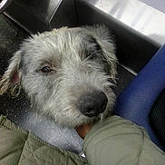 Smoke joined the competition — help win amazing prizes! animal, arm, blue_seat, calm, close_up, companion, dog, fluffy, fur, furry, head, indoor, metallic_surface, pet, public_transport, quilted_jacket, relaxed, resting, snout, transport