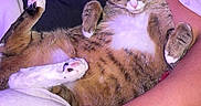 Sheebi joined the competition — help win amazing prizes! animal, arm, bed, blanket, cat, claws, cozy, cute, feline, fur, indoor, paw, person, pet, pink_nose, relaxed, resting, sleeping, tabby, whiskers