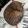 Sheebi is registered to the contest to win money with this photo: animal, blanket, cat, cozy, curled_up, cute, cute_pet, domestic_cat, feline, fur, indoor, mammal, nap, pet, resting, sleeping, soft, striped, tabby, warm