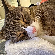 Sheebi is registered to the contest to win money with this photo: animal, blanket, cat, close_up, comfort, cozy, cute, feline, fur, home, indoor, peaceful, pet, pink_nose, relaxation, resting, sleeping, soft_texture, tabby, whiskers