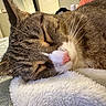 animal, blanket, cat, close_up, comfort, cozy, cute, feline, fur, home, indoor, peaceful, pet, pink_nose, relaxation, resting, sleeping, soft_texture, tabby, whiskers