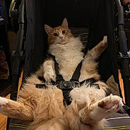 Sammoose joined the competition — help win amazing prizes! cat, orange_cat, white_cat, fluffy_cat, pet, animal, stroller, harness, indoor, furniture, straps, relaxed, cute, funny, surprised, looking_at_camera, domestic_cat, fur, paw, whiskers