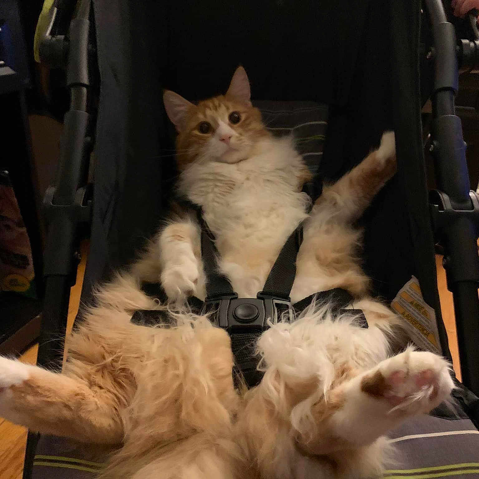Sammoose joined the competition — help win amazing prizes! animal, cat, cute, domestic_cat, fluffy_cat, funny, fur, furniture, harness, indoor, looking_at_camera, orange_cat, paw, pet, relaxed, straps, stroller, surprised, whiskers, white_cat