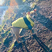 Cheech is registered to the contest to win money with this photo: dog, yellow_jacket, muddy_path, lake, sunlight, lens_flare, shadow, grass, tree, autumn, outdoor, pet, curious, canine, animal, nature, frost, walk, daylight, looking_back