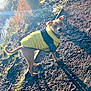 dog, yellow_jacket, muddy_path, lake, sunlight, lens_flare, shadow, grass, tree, autumn, outdoor, pet, curious, canine, animal, nature, frost, walk, daylight, looking_back