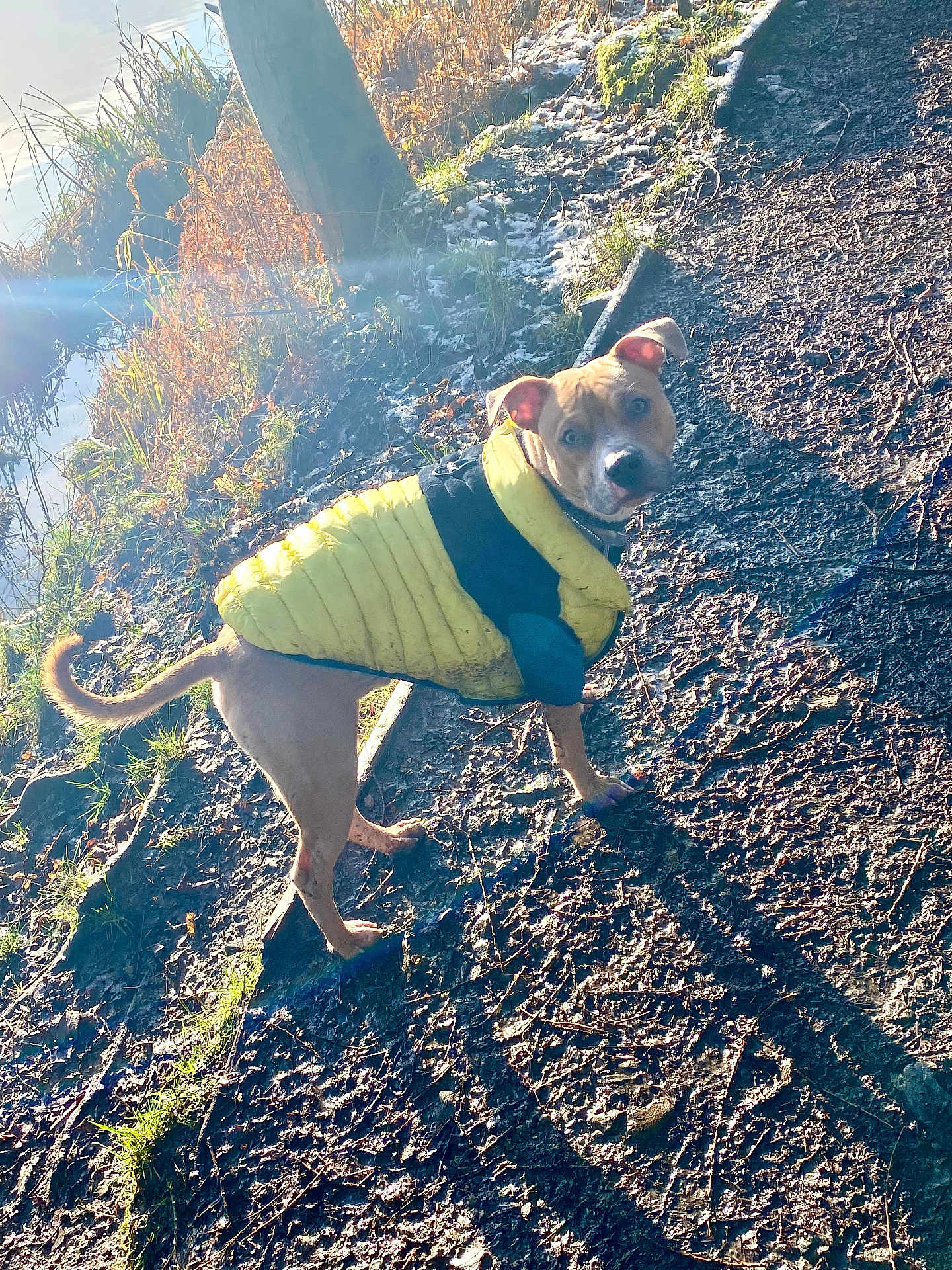Cheech is registered to the contest to win money with this photo: dog, yellow_jacket, muddy_path, lake, sunlight, lens_flare, shadow, grass, tree, autumn, outdoor, pet, curious, canine, animal, nature, frost, walk, daylight, looking_back