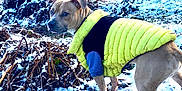 Cheech joined the competition — help win amazing prizes! dog, snow, field, outdoor, animal, winter, yellow_jacket, curious, nature, grass, cold, canine, pet, landscape, fur, plant, walking, daylight, looking_back, season