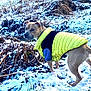 dog, snow, field, outdoor, animal, winter, yellow_jacket, curious, nature, grass, cold, canine, pet, landscape, fur, plant, walking, daylight, looking_back, season
