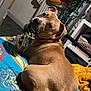 dog, pet, bed, colorful_bedspread, toy, indoor, furniture, blanket, plant, shelf, curious, brown_dog, looking_back, home, cozy, animal, playful, resting, room, canine