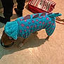 dog, costume, dinosaur, blue, pink, floor, tile, bowl, drinking, person, legs, indoor, shopping_bag, red, white, pet, animal, clothing, canine, home