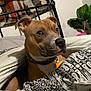 dog, bed, blanket, patterned_blanket, brown_dog, alert, ears, collar, indoor, plant, cup, metal_bed_frame, wall, decoration, face, pet, fur, resting, cozy, animal