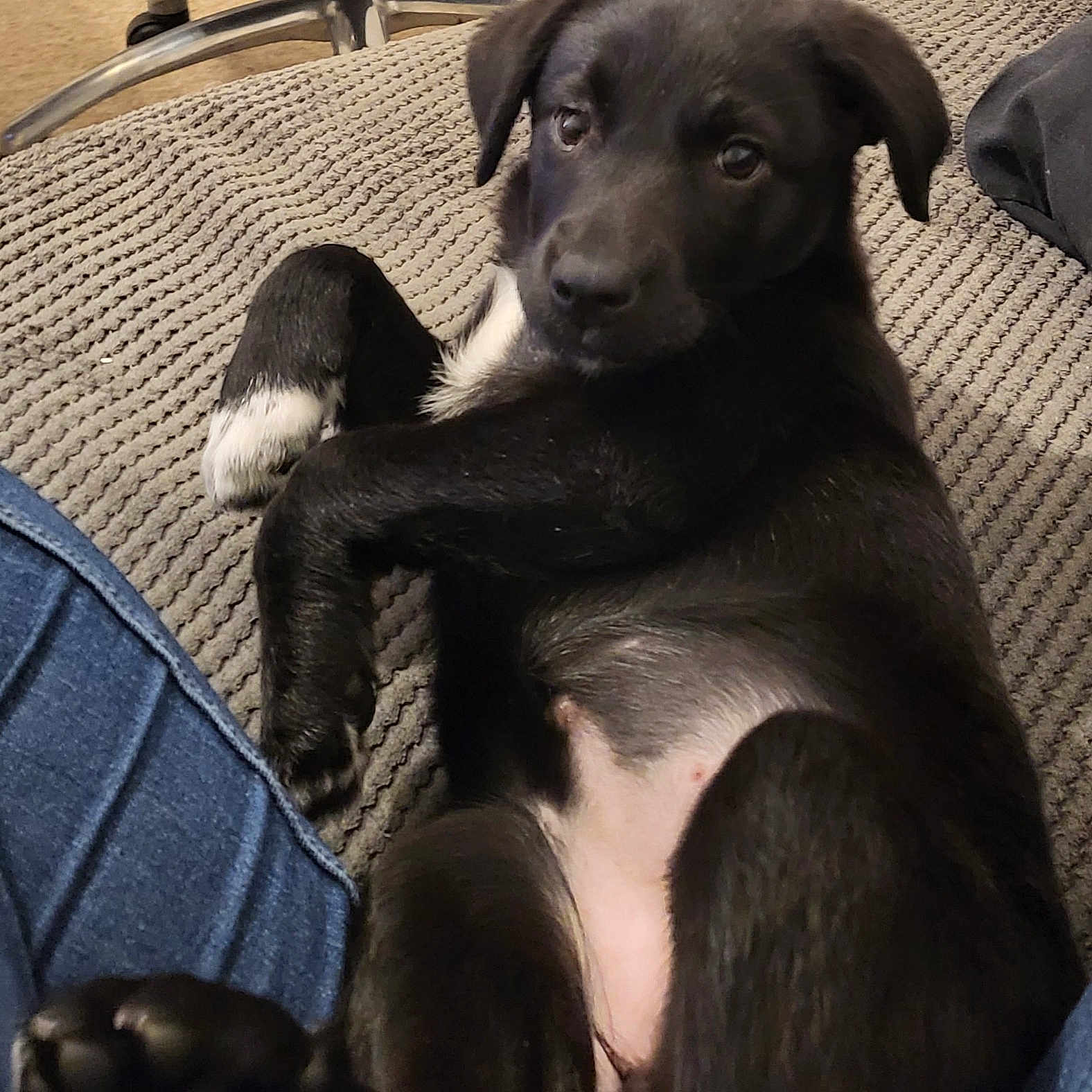 Connie is registered to the contest to win money with this photo: black, borador, canidae, carnivore, chair, comfort, companion_dog, couch, dog, dog_breed, fur, guard_dog, paw, puppy, sitting, snout, sporting_group, tail, whiskers, working_animal